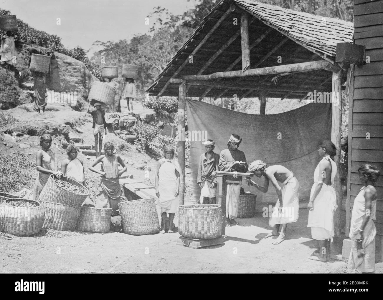 Sri Lanka: Travailleurs de plantation pesant du thé sur une plantation de thé, fin du XIXe siècle. La production de thé au Sri Lanka, anciennement Ceylan, revêt une grande importance pour l'économie sri-lankaise et le marché mondial. Le pays est le quatrième producteur mondial de thé et l'industrie est l'une des principales sources de change du pays et une source importante de revenus pour les travailleurs, le thé représentant 15 % du PIB, générant environ 700 millions de dollars par an. En 1995, le Sri Lanka était le premier exportateur mondial de thé (plutôt que producteur) avec 23 % de l'exportation mondiale totale. Banque D'Images
