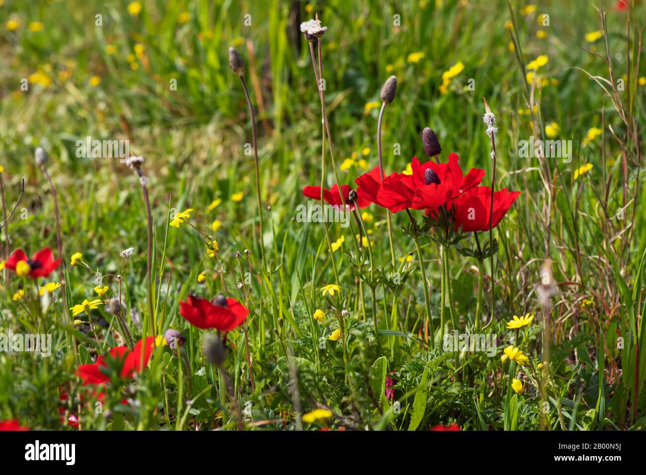 L'anémone rouge fleurit en fleur dans l'herbe dans le soleil se ferme Banque D'Images