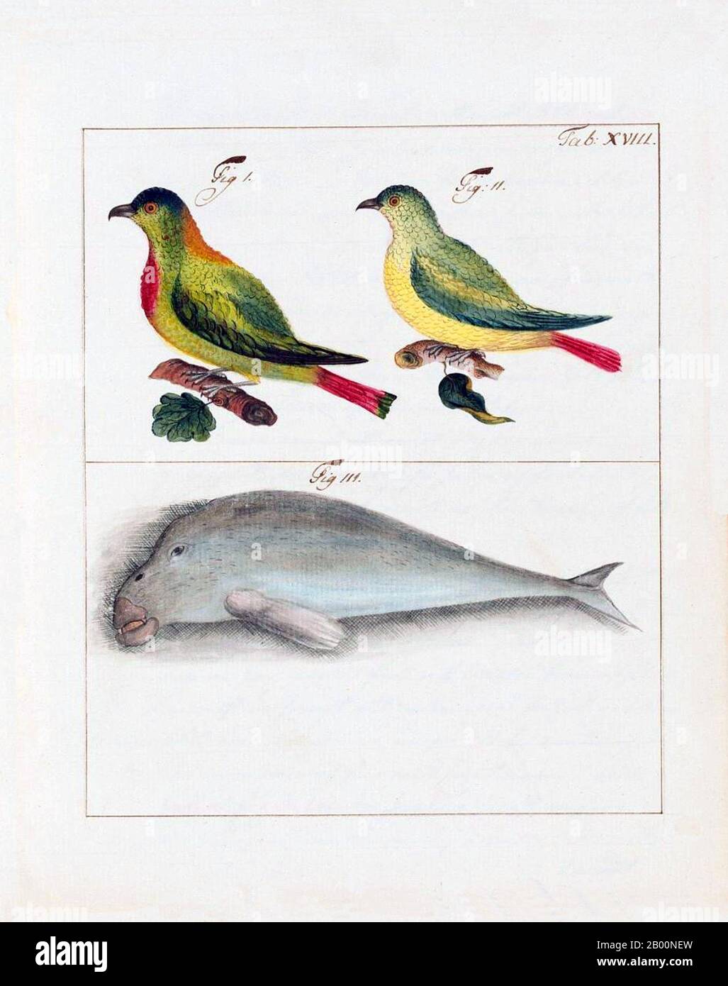 Chine : images de la Compagnie suédoise de l'Inde orientale de 1746 - oiseaux et poissons. Image du journal de Carl Johan Gethe, cartographe à bord du Gotha Leyon, qui a quitté la Suède pour une expédition commerciale de trois ans en 1746. Le journal de Gethe ou Dagbok est intitulé: Dagbok hallen pa resan till Ost Indien begynt den 18 octobr: 1746 och slutad den 20 juni 1749 ou «itinéraire d'un voyage vers l'Inde de l'est commencé le 18 octobre 1746 et se terminant le 20 juin 1749». La Société suédoise d'Inde orientale (SOIC) a été fondée à Göteborg, en Suède, en 1731, dans le but de faire des échanges avec l'extrême-Orient. Il a fermé en 1813. Banque D'Images