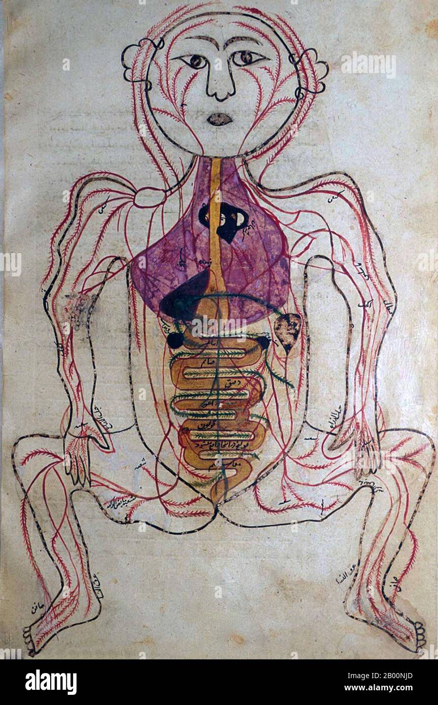 Perse / Iran: Dessin anatomique du XVe siècle du Tashrīḥ-i badan-i insān. Manṣūr ibn Muḥammad ibn Aḥmad, Tashrīḥ-i badan-i insān (« l'anatomie du corps humain »). Manuscrit perse, copie non daté; apparition de papier, écriture manuscrite, encre, illustrations, etc. Suggèrent vers la fin du XVe ou très début du XVIe siècle. Banque D'Images