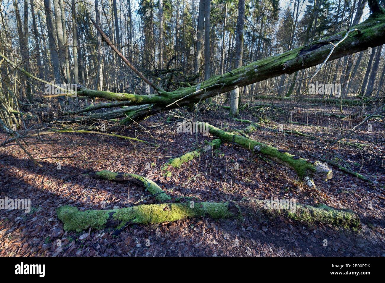 Forêt Primaire, Bialowieza, Pologne Banque D'Images