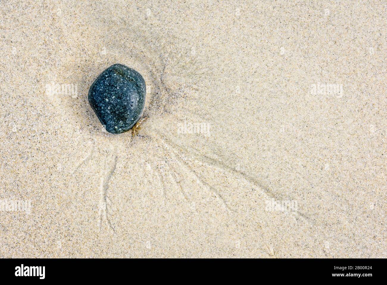 Vue de dessus d'un caillou dans le sable humide sur la plage. Banque D'Images