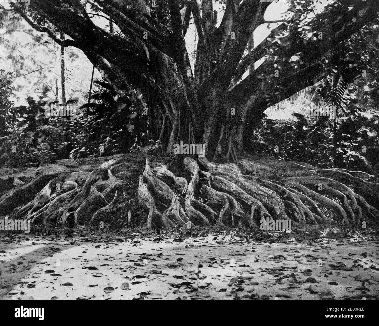 Sri Lanka : un arbre Ficus Elastica à Peradeniya, dans les Hautes-terres centrales. Photographie d'Ernst Haeckel (1834-1919), début du XXe siècle. Ernst Heinrich Philipp August Haeckel (16 février 1834 – 9 août 1919), également écrit par von Haeckel, était un éminent biologiste, naturaliste, philosophe, médecin, professeur et artiste allemand qui a découvert, décrit et nommé des milliers de nouvelles espèces, cartographié un arbre généalogique relatif à toutes les formes de vie, Et a inventé de nombreux termes en biologie, y compris l'anthropogénie, l'écologie, le phylum, la phylogénie et le royaume Protista. Banque D'Images