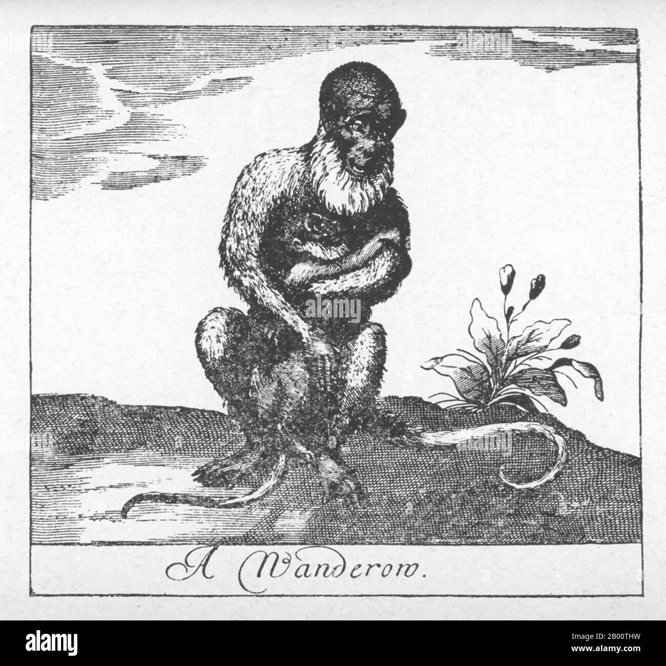 Sri Lanka: 'Une wanderow'. Illustration d'une espèce de singe par Robert KNOX (1641-1720), 1681. 'Une relation historique de l'île Ceylan avec un peu concernant Severall passages remarquables de ma vie qui a hapé [sic] depuis ma sortie de captivité' est un livre écrit par le commerçant et marin anglais Robert KNOX en 1681. Il décrit ses expériences quelques années plus tôt sur l'île sud-asiatique maintenant mieux connue sous le nom de Sri Lanka et fournit l'un des plus importants comptes contemporains de la vie de Ceylonese du XVIIe siècle. KNOX a passé 19 ans comme prisonnier du roi Rajasimha II Banque D'Images