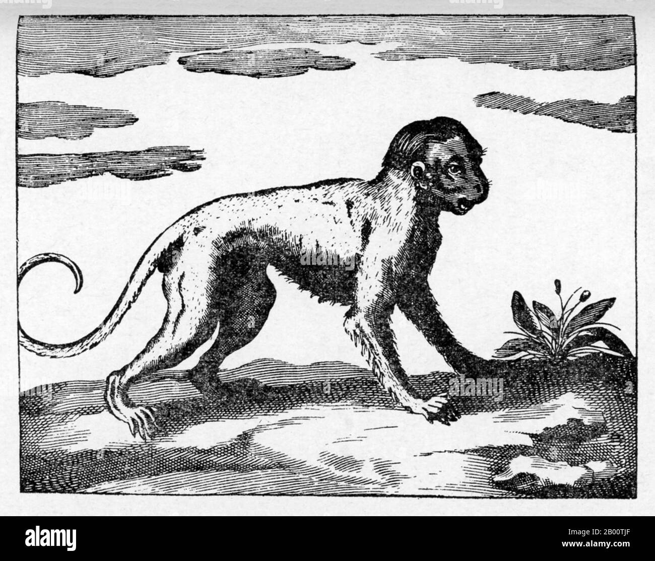 Sri Lanka: 'A Rillow'. Illustration d'une espèce de singe par Robert KNOX (1641-1720), 1681. 'Une relation historique de l'île Ceylan avec un peu concernant Severall passages remarquables de ma vie qui a hapé [sic] depuis ma sortie de captivité' est un livre écrit par le commerçant et marin anglais Robert KNOX en 1681. Il décrit ses expériences quelques années plus tôt sur l'île sud-asiatique maintenant mieux connue sous le nom de Sri Lanka et fournit l'un des plus importants comptes contemporains de la vie de Ceylonese du XVIIe siècle. KNOX a passé 19 ans comme prisonnier du roi Rajasimha II Banque D'Images