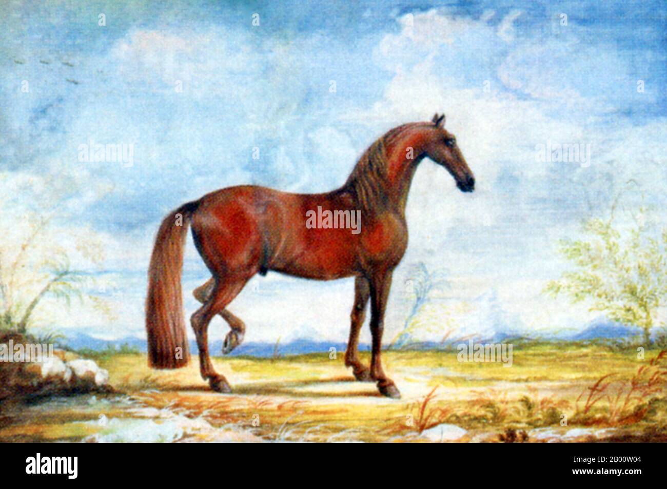 Espagne/Tunisie: Portrait d'un cheval de Barb dans une école d'équitation espagnole. Peinture aquarelle du Baron Reis d'Eisenberg (fl. 1730-1760), 18e siècle. Au cours de la période d’expansion arabe en Afrique du Nord, la cavalerie était souvent montée sur de petits chevaux agiles appelés «berbères», ou «barbes». Connu pour sa vitesse, son endurance et son courage dans la guerre, le Barb était une composante importante des forces arabes. Banque D'Images