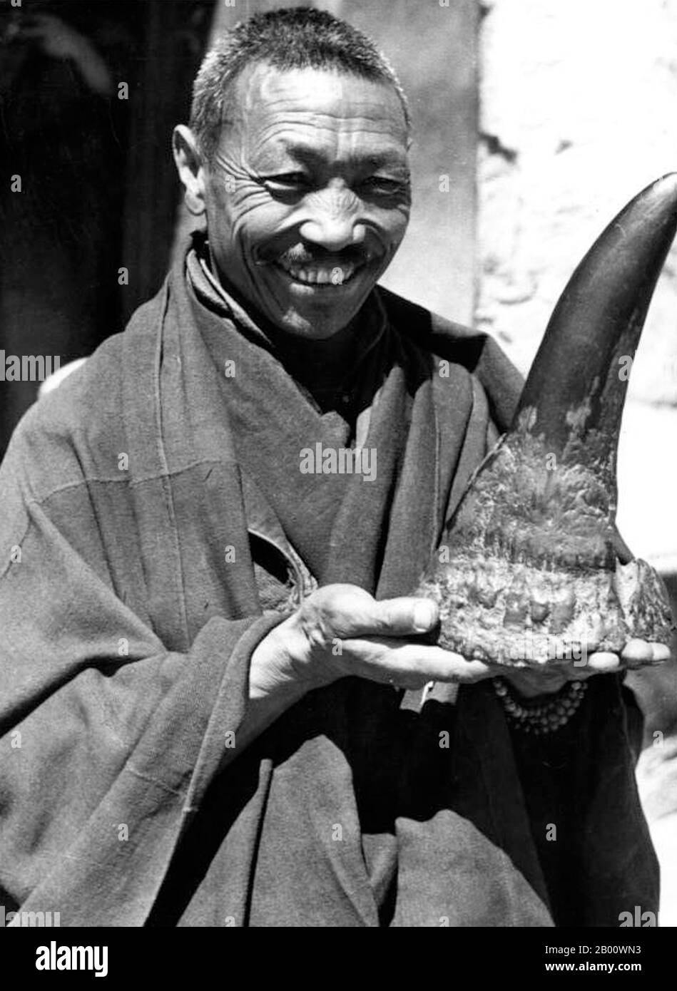 Chine/ Tibet: Un moine bouddhiste avec une corne de rhinocéros, Samye. Photo d'Ernst Schafer (1910-1992), Bundesarchiv, 1938 (Licence CC BY-sa 3.0). Les cornes de rhinocéros, contrairement à celles des autres mammifères cornés, ne sont constituées que de kératine et ne possèdent pas de noyau osseux, comme les cornes de bovins. Les cornes de rhinocéros sont utilisées en médecine asiatique traditionnelle et pour les poignées de poignard au Yémen et en Oman. Une idée fausse répétée est que la corne de rhinocéros sous forme de poudre est utilisée comme aphrodisiaque en médecine chinoise traditionnelle. Il est, en fait, prescrit pour les fièvres et les convulsions. La Chine a toutefois signé le traité CITES. Banque D'Images
