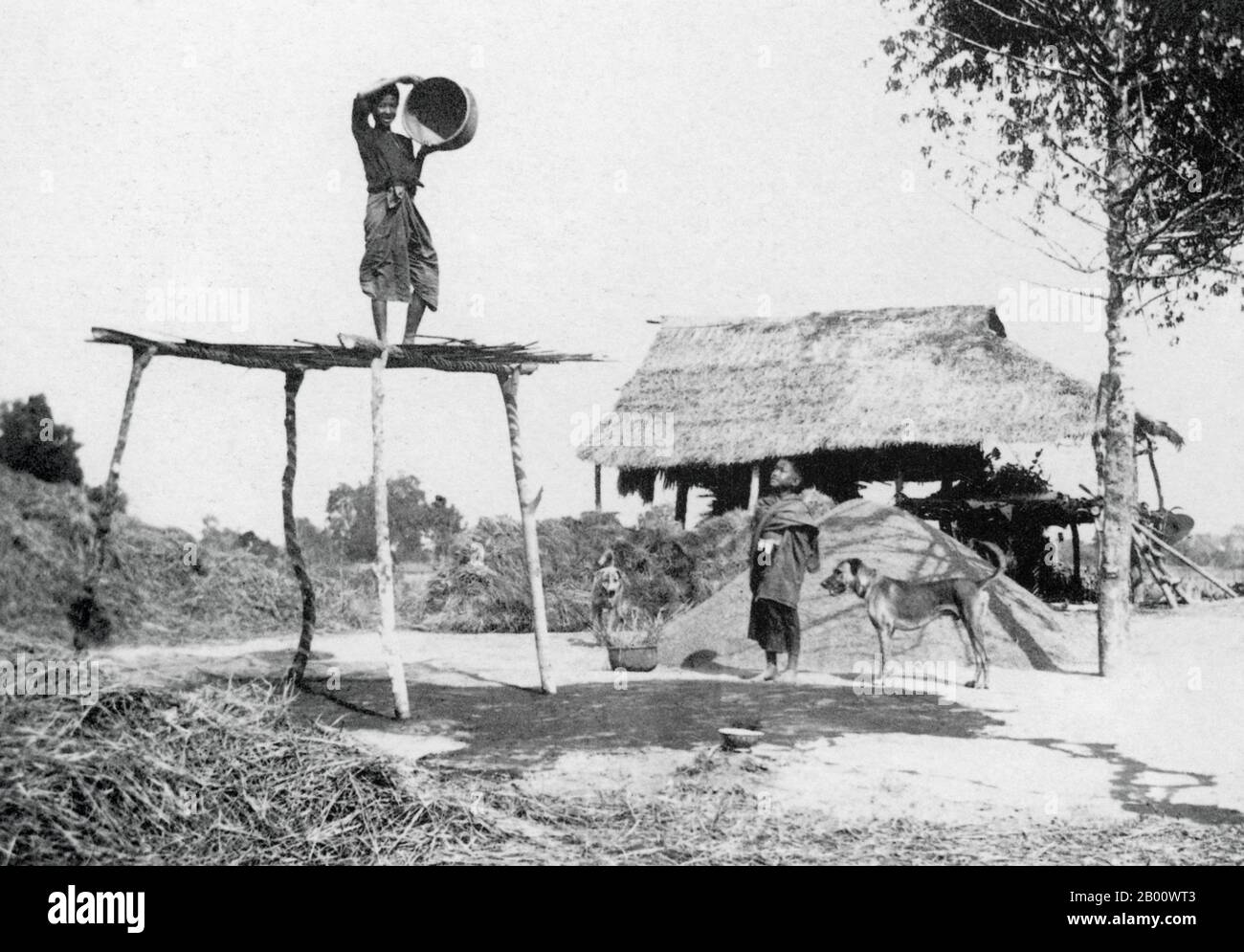 Cambodge: Photographie en 1925 d'un agriculteur qui récolte du riz. La fauchage par le vent est une méthode agricole développée par des cultures anciennes pour séparer le grain de la paille. Il est également utilisé pour éliminer les charançons ou autres ravageurs du grain entreposé. Le battage, la séparation du grain ou des graines des balles et de la paille, est l'étape du processus d'élimination de la menue paille qui intervient avant le fauchage. Dans sa forme la plus simple, il implique de jeter le mélange dans l'air de sorte que le vent souffle la balle plus légère, tandis que les grains plus lourds tombent vers le bas pour la récupération. Banque D'Images