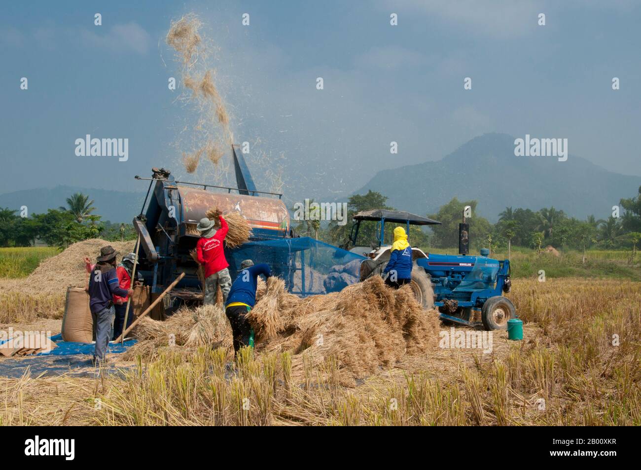 Thaïlande: Une machine de battage moderne et son équipe de Tai Dam (Black Tai) travaillent les ricefields près du village culturel Ban Na Pa NAT Tai Dam, province de Loei. Le barrage de Tai ou le Tai noir est un groupe ethnique qui se trouve dans certaines parties du Laos, du Vietnam, de la Chine et de la Thaïlande. Les orateurs du barrage de Tai en Chine sont classés comme faisant partie de la nationalité Dai avec presque tous les autres peuples de Tai. Mais au Vietnam, ils ont leur propre nationalité (avec le Tai blanc) où ils sont classés comme la nationalité thái (c'est-à-dire le Tai). Le barrage de Tai est originaire des environs de Dien bien Phu au Vietnam. Banque D'Images