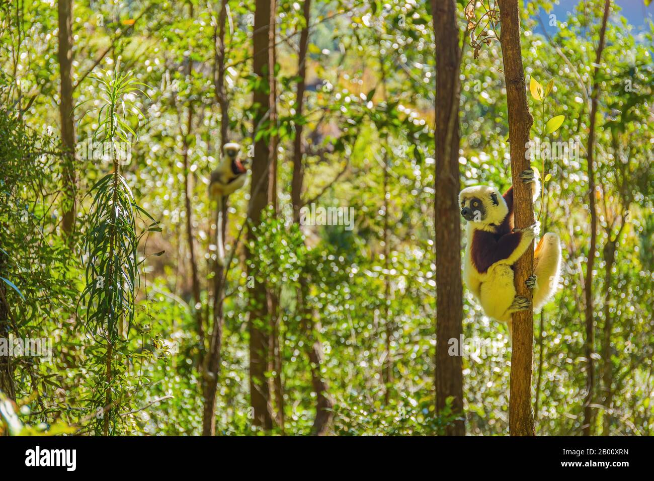 Le cimur de Coquerel (Propitecus coquereli) assis dans les arbres Banque D'Images