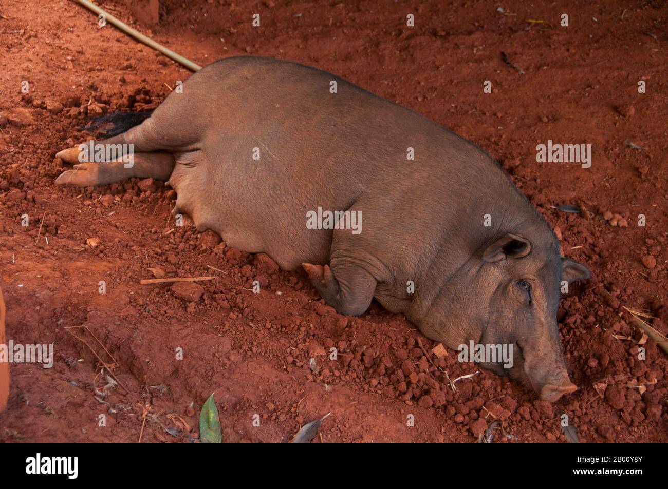 Thaïlande: Porc domestique au village Akha de Ban Huai Kee Lek, province de Chiang Rai, Thaïlande du Nord. Les Akha sont une tribu de collines de fermiers de subsistance connus pour leur art. Le groupe ethnique a peut-être vu le jour en Mongolie il y a environ 1500 ans. La plupart des Akha restants sont maintenant répartis dans de petits villages parmi les montagnes de Chine, du Laos, du Myanmar (Birmanie) et du nord de la Thaïlande, où ils sont l'une des six principales tribus de colline. L'Akha a commencé à arriver en Thaïlande au début du XXe siècle et continue d'immigrer, avec environ 80,000 000 vivant actuellement dans les provinces du nord de la Thaïlande. Banque D'Images