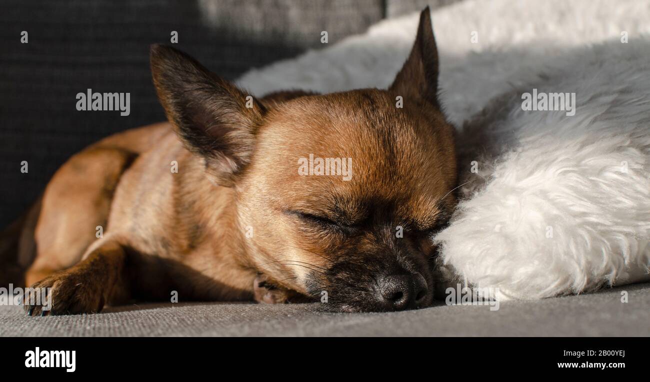 Chihuahua brun allongé sur un canapé avec des yeux fermés. Journée ensoleillée, chien paresseux. Banque D'Images