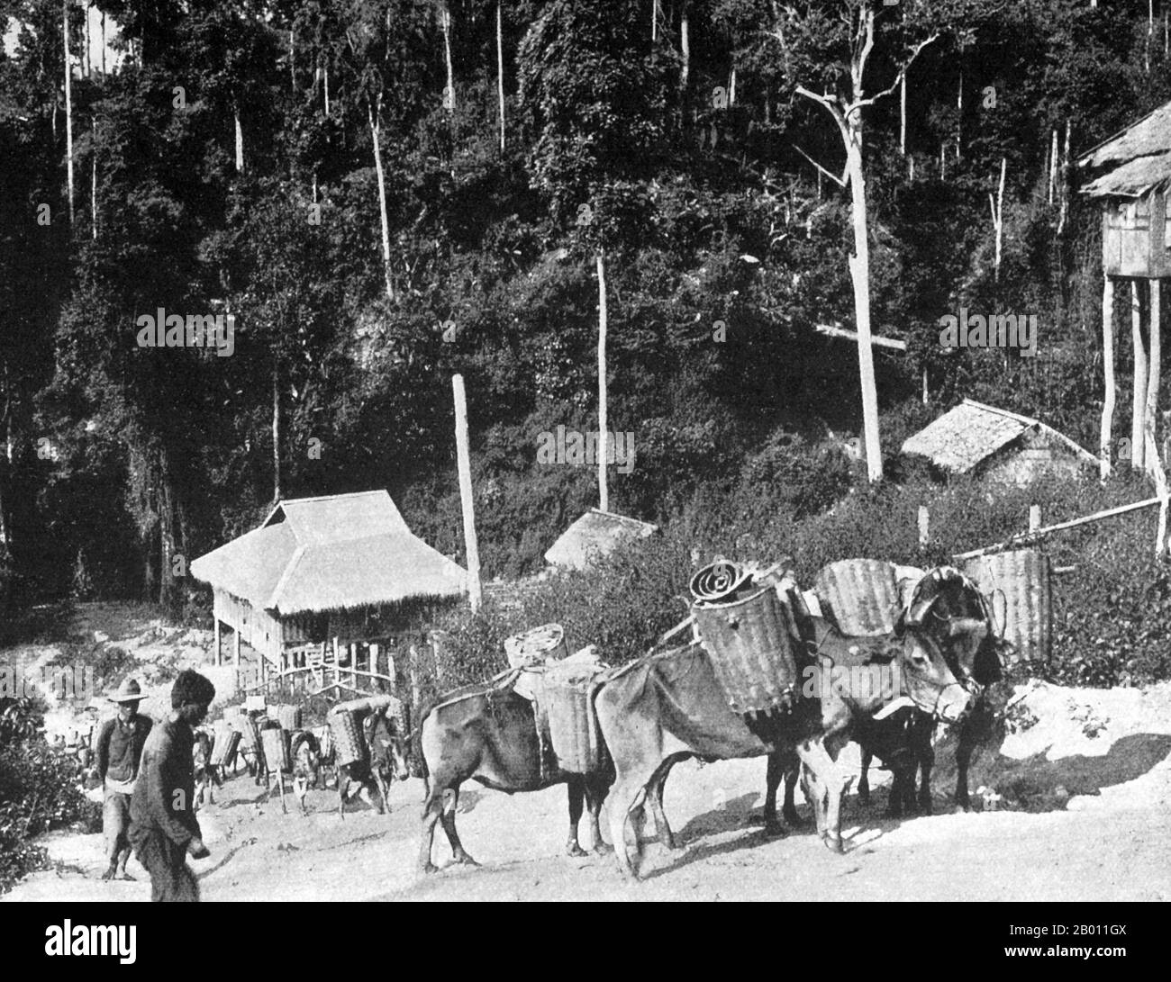 Thaïlande : une caravane de boeufs appartenant aux fermiers Shan escalade les montagnes du nord de la Thaïlande, à la fin du XIXe siècle. Le Shan, ou 'Tai Yai' (Grand Thai) sont un groupe ethnique important dans le nord de la Birmanie et le nord-ouest de la Thaïlande. D'un point de vue linguistique très semblable au Siamois, connu sous le nom de 'Tai Noi' (petit Tai), le Shan a migré dans la région par le Laos du Yunnan en Chine au moins au cours des 1,000 dernières années. Les Shan ont habité le plateau montagneux Shan du Myanmar depuis le Xe siècle ce. Banque D'Images Thaïlande : une caravane de boeufs appartenant aux fermiers Shan escalade les montagnes du nord de la Thaïlande, à la fin du XIXe siècle. Le Shan, ou 'Tai Yai' (Grand Thai) sont un groupe ethnique important dans le nord de la Birmanie et le nord-ouest de la Thaïlande. D'un point de vue linguistique très semblable au Siamois, connu sous le nom de 'Tai Noi' (petit Tai), le Shan a migré dans la région par le Laos du Yunnan en Chine au moins au cours des 1,000 dernières années. Les Shan ont habité le plateau montagneux Shan du Myanmar depuis le Xe siècle ce. Banque D'Images