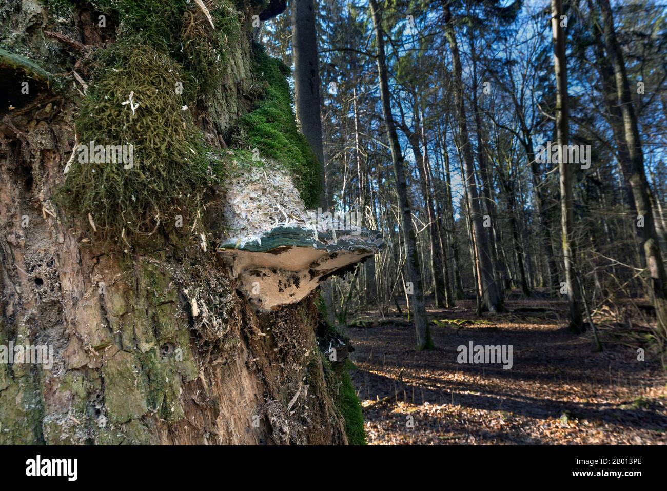 Forêt Primaire, Bialowieza, Pologne Banque D'Images