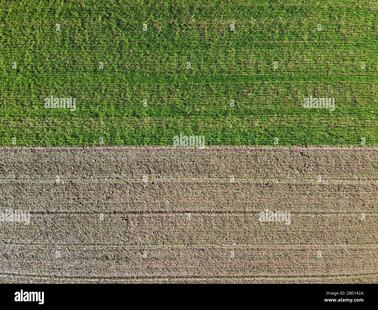Vue de dessus de deux champs agricoles avec une frontière horizontale droite entre les plantations vertes et les plantations gardées. Concept d'arrière-plan plein format Banque D'Images