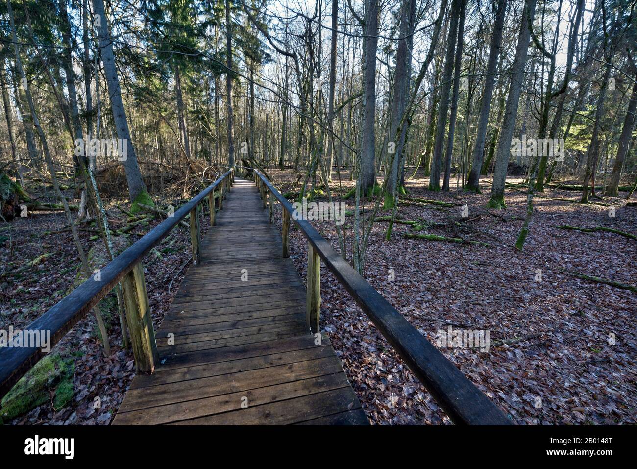 Parc Narodowy, Bialowieza, Pologne Banque D'Images