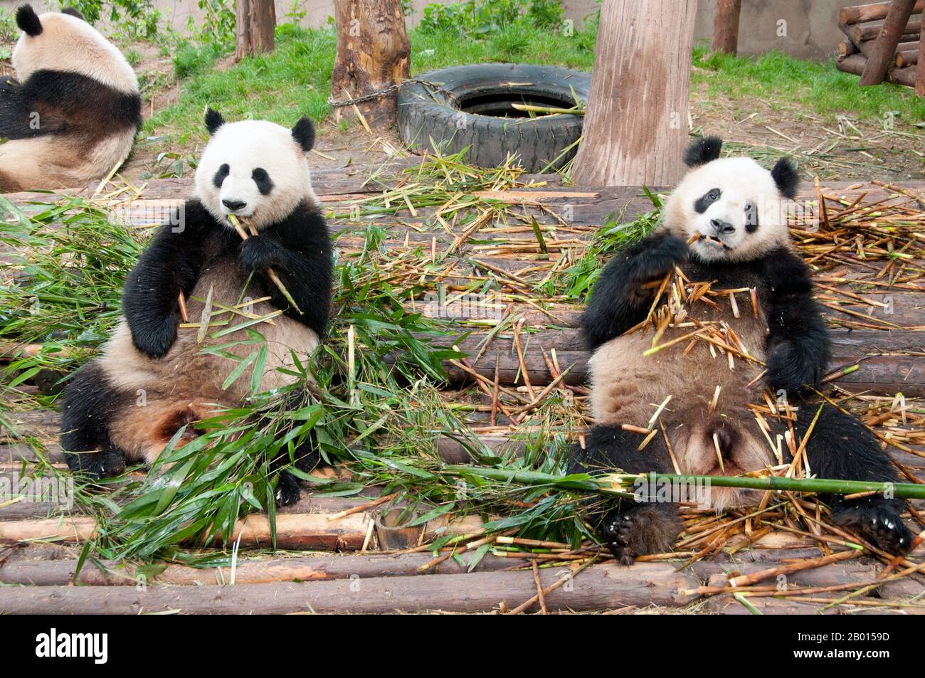 Chine : Pandas géants, base de recherche sur la reproduction des pandas géants, Chengdu, province du Sichuan. Le panda géant, ou panda (Ailuropoda melanoleuca, littéralement «pied-chat noir et blanc») est un ours originaire du centre-ouest et du sud-ouest de la Chine. Il est facilement reconnu par ses grandes taches noires distinctives autour des yeux, sur les oreilles et sur son corps rond. Bien qu'il appartient à l'ordre Carnivora, le régime du panda est 99% bambou. Banque D'Images