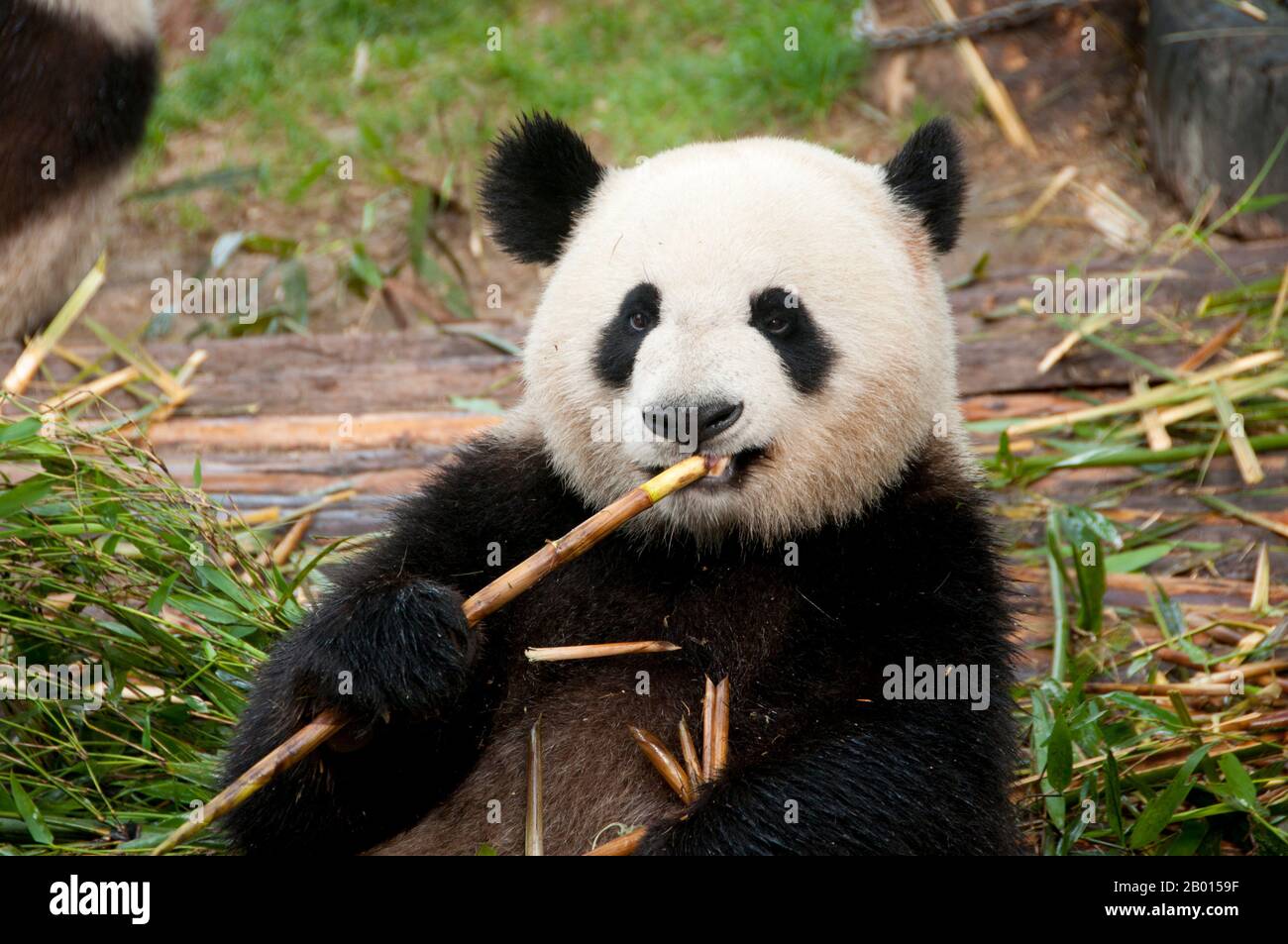 Chine : Pandas géants, base de recherche sur la reproduction des pandas géants, Chengdu, province du Sichuan. Le panda géant, ou panda (Ailuropoda melanoleuca, littéralement «pied-chat noir et blanc») est un ours originaire du centre-ouest et du sud-ouest de la Chine. Il est facilement reconnu par ses grandes taches noires distinctives autour des yeux, sur les oreilles et sur son corps rond. Bien qu'il appartient à l'ordre Carnivora, le régime du panda est 99% bambou. Banque D'Images