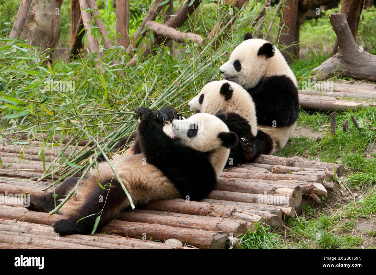 Chine : Pandas géants, base de recherche sur la reproduction des pandas géants, Chengdu, province du Sichuan. Le panda géant, ou panda (Ailuropoda melanoleuca, littéralement «pied-chat noir et blanc») est un ours originaire du centre-ouest et du sud-ouest de la Chine. Il est facilement reconnu par ses grandes taches noires distinctives autour des yeux, sur les oreilles et sur son corps rond. Bien qu'il appartient à l'ordre Carnivora, le régime du panda est 99% bambou. Banque D'Images