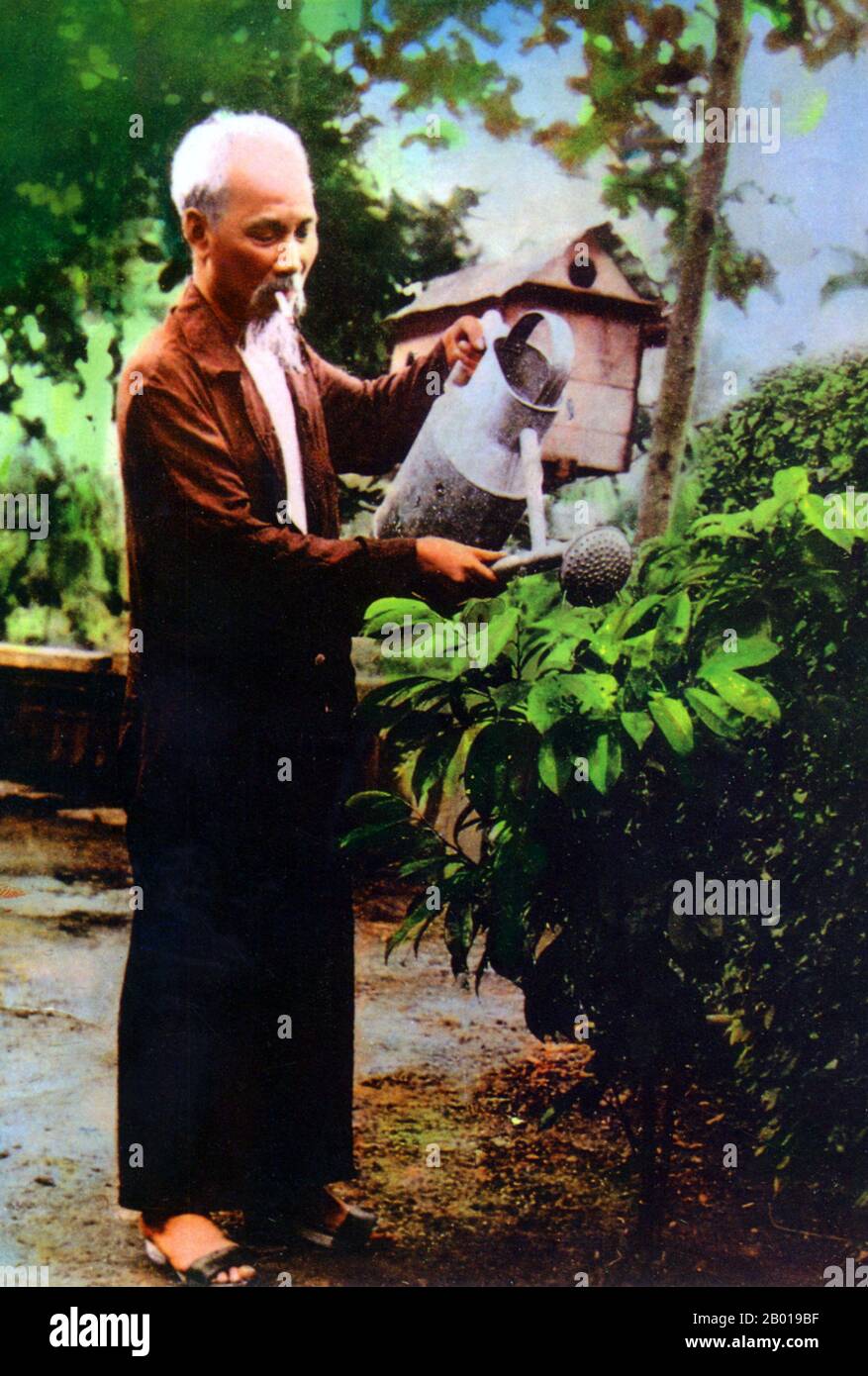 Vietnam: Le Président Ho Chi Minh (19 mai 1890 - 3 septembre 1969), qui a entretenu son jardin dans les jardins du Palais présidentiel, Hanoi, c. 1956. Hồ Chí Minh, né Nguyễn Sinh Cung et également connu sous le nom de Nguyễn Ái Quốc était un leader communiste révolutionnaire vietnamien qui a été premier ministre (1946-1955) et président (1945-1969) de la République démocratique du Vietnam (Nord Vietnam). Il a formé la République démocratique du Vietnam et a dirigé le Viet Cong pendant la guerre du Vietnam jusqu'à sa mort. Banque D'Images