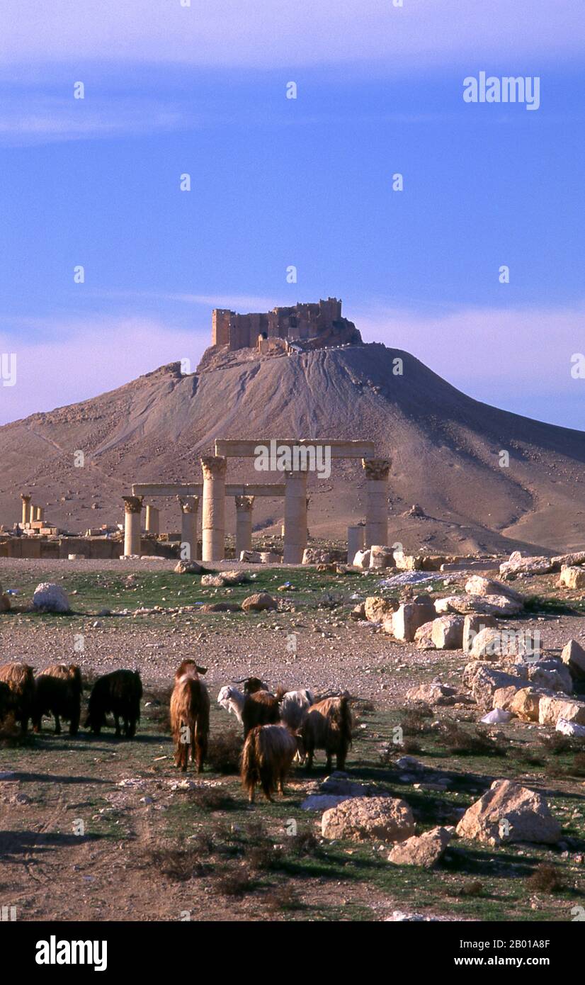 Syrie : Château de Qala’at Ibn Maan au-dessus des ruines de Palmyra. Le château arabe, Qala’at Ibn Maan (également connu sous le nom de Fakhr-al-DIN al-Maani), situé sur une colline dominant les ruines a été construit par les Mamluks au 13th siècle. Palmyra était une ancienne ville de Syrie. C'était une ville importante dans le centre de la Syrie, située dans une oasis à 215 km au nord-est de Damas et à 180 km au sud-ouest de l'Euphrate à Deir ez-Zor. Elle a longtemps été une ville de caravane vitale pour les voyageurs traversant le désert syrien et était connue sous le nom de la mariée du désert. Banque D'Images