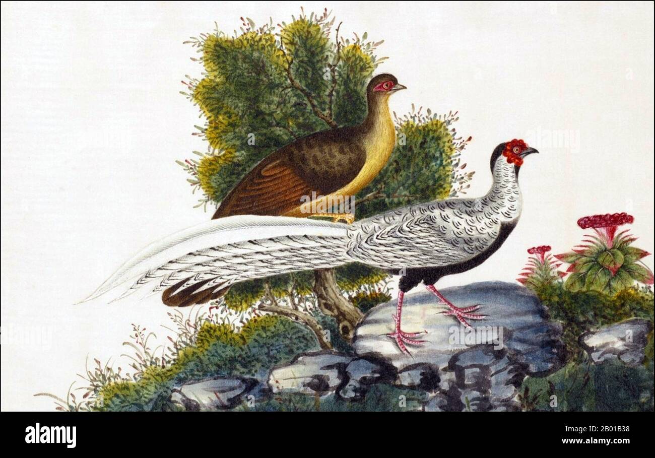 Chine : Pheasant argenté. Peinture aquarelle d'un album de gouache de divers oiseaux chinois, 19th siècle. Le faisan argenté (Lophura nycthemera) est une espèce de faisan qui se trouve dans les forêts, principalement dans les montagnes, en Asie continentale du Sud-est, ainsi qu'à l'est et au sud de la Chine. Le mâle est noir et blanc, alors que la femelle est principalement marron. Banque D'Images