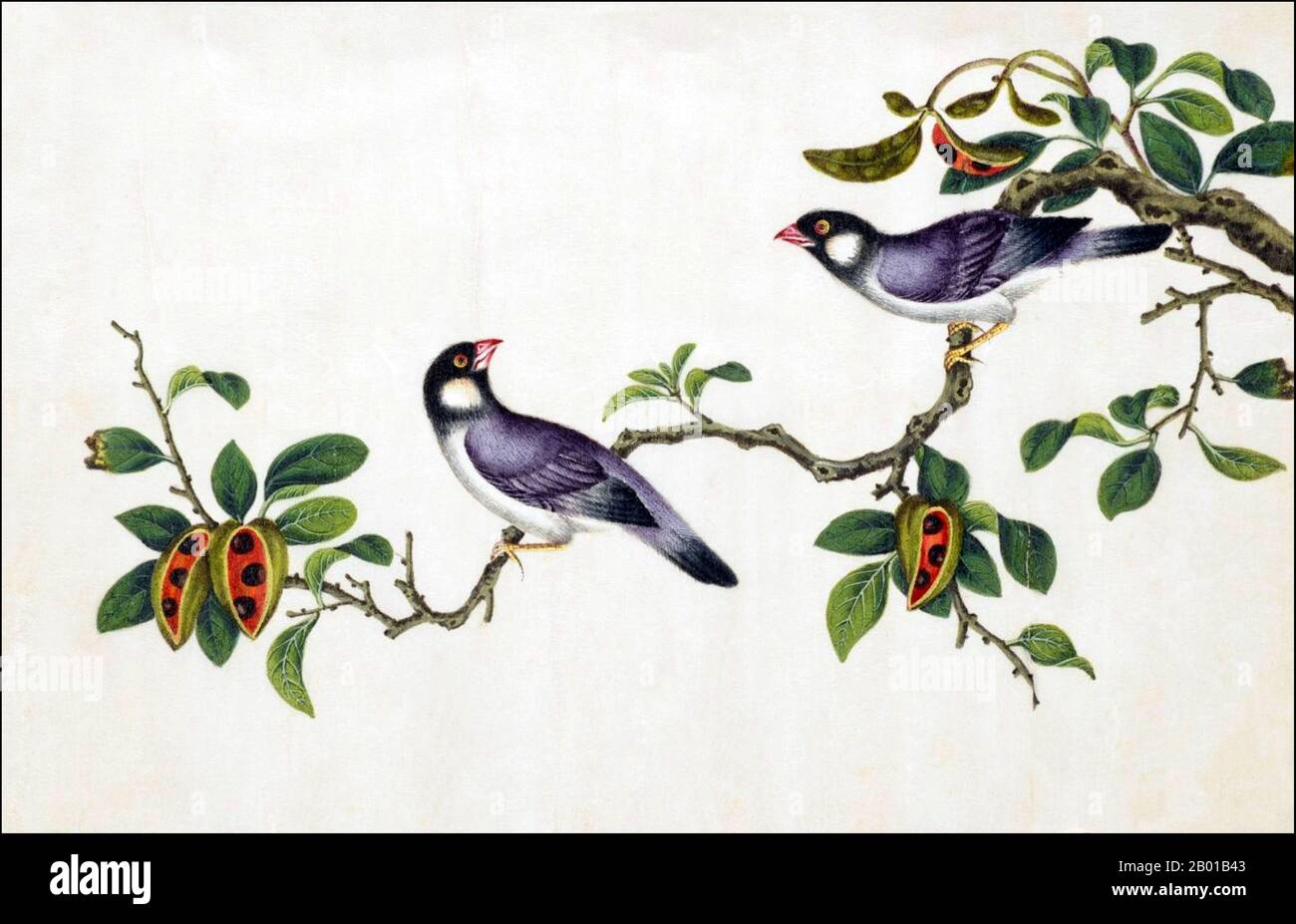 Chine : Java Sparrow. Peinture aquarelle d'un album de gouache de divers oiseaux chinois, 19th siècle. Le Bruant Java (Padda oryzivora), également connu sous le nom d'oiseau de riz Java, le Bruant de riz Java ou java finch, est un oiseau reproducteur résidant à Java, Bali et Bawean en Indonésie. C'est un oiseau cage populaire depuis des siècles, en particulier en Chine et au Japon, ainsi qu'au milieu de 1900s États-Unis avant que leur importation ne soit interdite. Banque D'Images