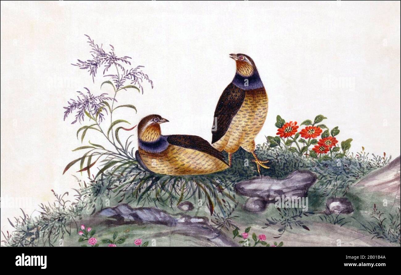 Chine : Quail japonais. Peinture aquarelle d'un album de gouache de divers oiseaux chinois, 19th siècle. La caille japonaise (Coturnix japonica), également connue sous le nom de caille coturnix, est une espèce de caille de l'ancien monde qui a d'abord été considérée comme une sous-espèce de caille commune avant d'être considérée comme une espèce distincte. Présent dans toute l'Asie de l'est, il réside également dans de nombreuses régions d'Afrique et dans certaines régions d'Europe. Banque D'Images