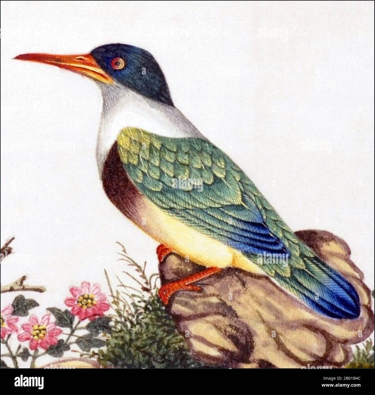 Chine : Kingfisher à capuchon noir. Peinture aquarelle d'un album de gouache de divers oiseaux chinois, 19th siècle. Le kingfisher à capuchon noir (Halcyon pileata) est un arbre de Kingfisher présent dans toute l'Asie tropicale, de l'Inde à la Chine, en Corée et en Asie du Sud-est. Il a été très recherché pour ses plumes bleues, en particulier en Chine où ils ont utilisé pour faire des fans et des ornements de femmes. Banque D'Images