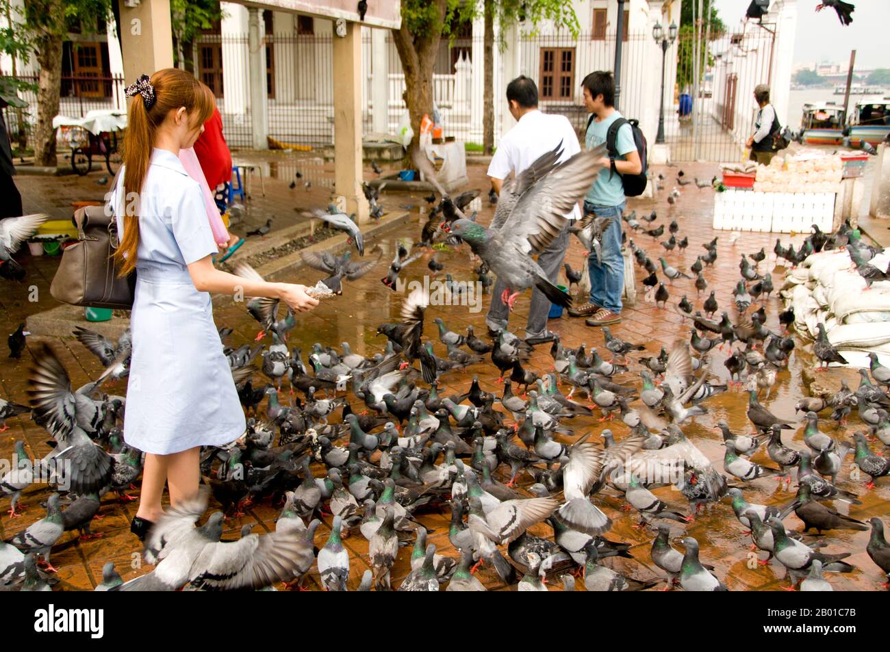 Thaïlande: Une infirmière nourrissant des pigeons pendant sa pause déjeuner à côté de la rivière Chao Phraya à Thonburi, Bangkok. Bien qu'importante ville depuis des centaines d'années, Bangkok s'est assise sur la touche, à côté de la rivière Chao Phraya, entre l'ancienne capitale d'Ayutthaya au nord et la mer au sud. Ce n'est qu'après une séquence de royaumes et d'invasions dans les régions du nord que Bangkok a évolué vers ce qu'elle est aujourd'hui. L'histoire de Bangkok commence à l'extrême nord de la Thaïlande. Le sol d'où poussent aujourd'hui de grands bâtiments était autrefois un aliment de subsistance pour le riz. Banque D'Images
