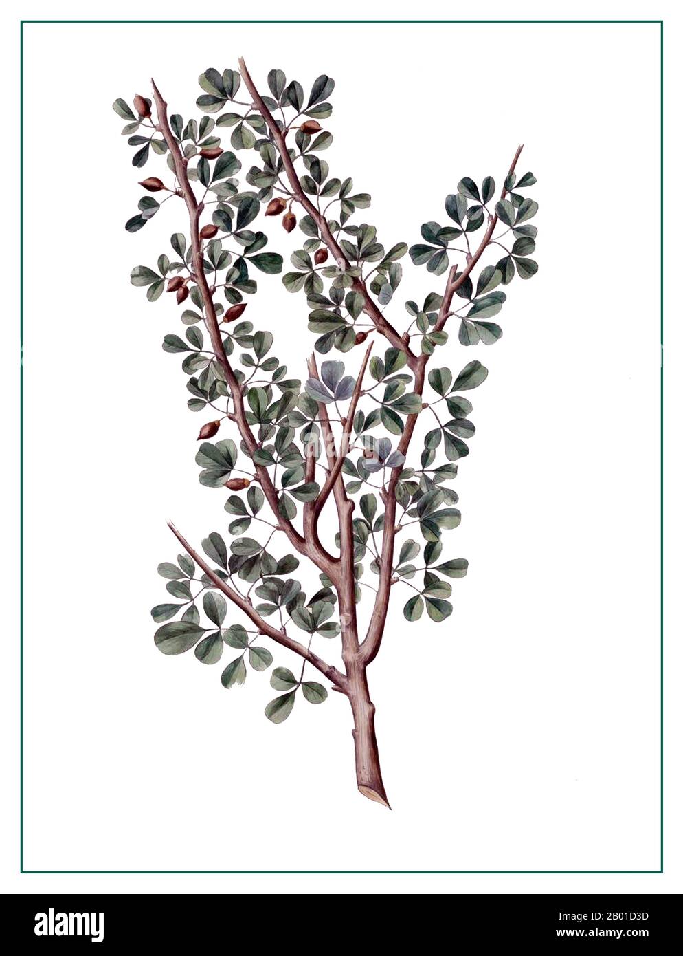 Arabie: Branche d'un arbre de myrrhe de la Mecque (Commiphora gileadensis), Amsterdam, 1881. La myrrhe est l'oléorésine aromatique d'un certain nombre de petites espèces d'arbres épineux du genre Commiphora, qui poussent dans un sol sec et pierreux. Une oléorésine est un mélange naturel d'une huile essentielle et d'une résine. La résine de myrrhe est une gomme naturelle. Lorsqu'une blessure d'arbre pénètre à travers l'écorce et dans l'aubier, l'arbre purge une résine. La gomme de myrrhe, comme l'encens, est une telle résine. Lorsque les gens récoltent de la myrrhe, ils ont blessé les arbres à plusieurs reprises pour les saigner de la gomme. La gomme de myrrhe est cireuse et coagule rapidement. Banque D'Images