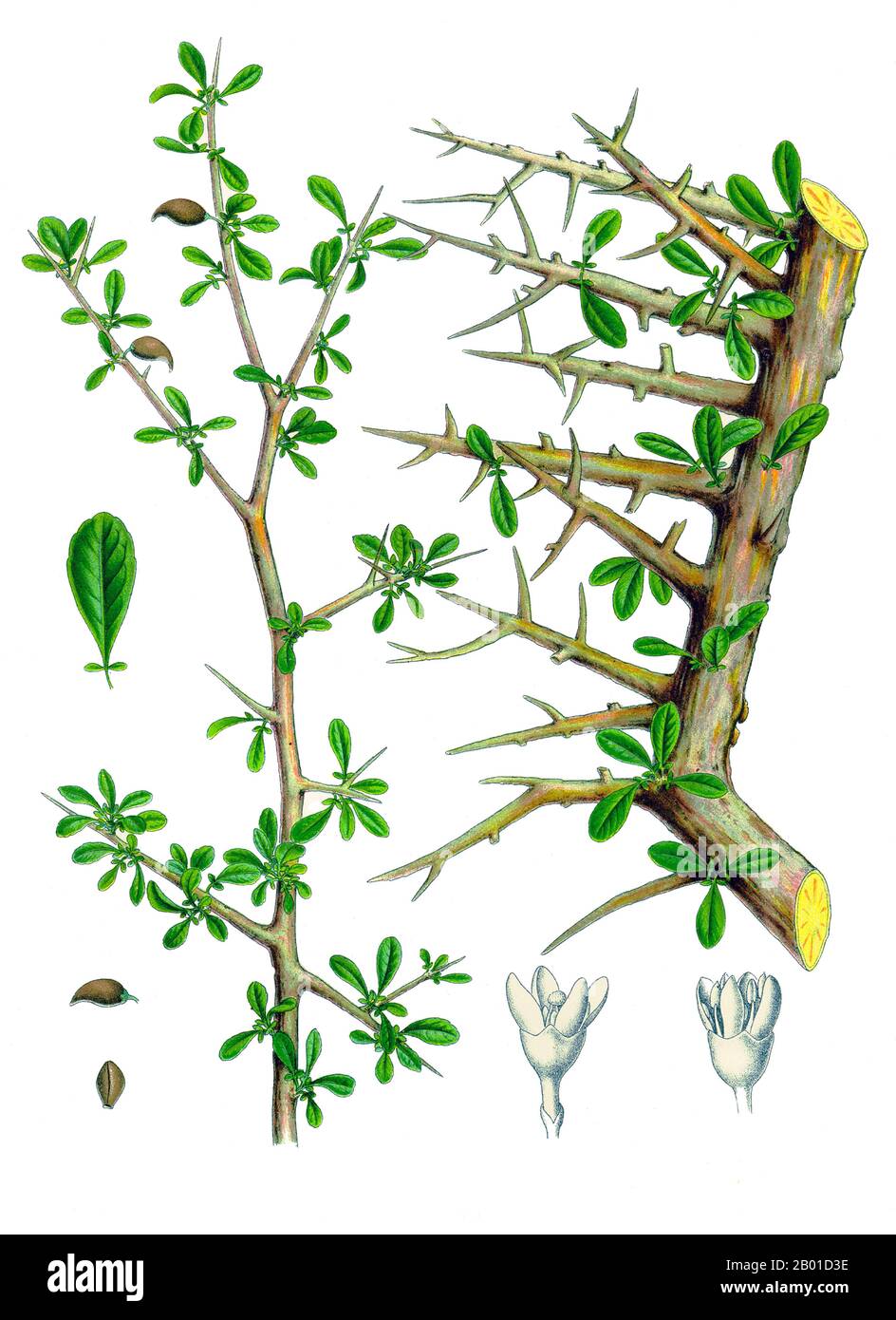 Arabie/Allemagne: Parties d'un arbre de myrrhe. Illustration de Walther Otto Muller (1833-1887) pour le Medizinal-Pflanzen d'Hermann Adolph Köhler, 1887. La myrrhe est l'oléorésine aromatique d'un certain nombre de petites espèces d'arbres épineux du genre Commiphora, qui poussent dans un sol sec et pierreux. Une oléorésine est un mélange naturel d'une huile essentielle et d'une résine. La résine de myrrhe est une gomme naturelle. Lorsqu'une blessure d'arbre pénètre à travers l'écorce et dans l'aubier, l'arbre purge une résine. La gomme de myrrhe, comme l'encens, est une telle résine. Lorsque les gens récoltent de la myrrhe, ils ont blessé les arbres à plusieurs reprises pour les saigner de la gomme. Banque D'Images