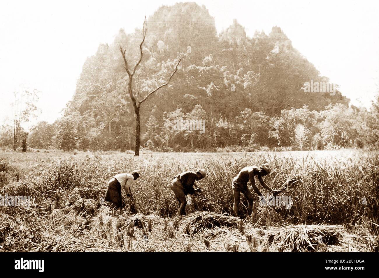 Birmanie : les agriculteurs birmans ont coupé des récoltes de riz, c. 1892-1896. La conquête britannique de la Birmanie a commencé en 1824 en réponse à une tentative birmane d'envahir l'Inde. En 1886, et après deux autres guerres, la Grande-Bretagne avait incorporé tout le pays dans le Raj britannique. Pour stimuler le commerce et faciliter les changements, les Britanniques ont fait venir des Indiens et des Chinois, qui ont rapidement déplacé les Birmans dans les zones urbaines. À ce jour, Rangoon et Mandalay ont de grandes populations indiennes ethniques. Des chemins de fer et des écoles ont été construits, ainsi qu'un grand nombre de prisons, dont la tristement célèbre prison d'Insein. Banque D'Images