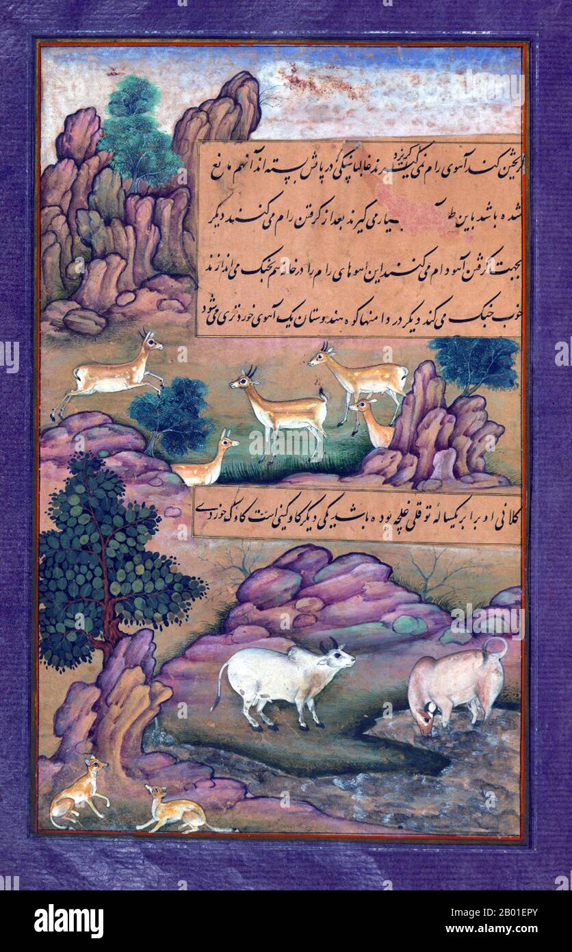Inde: Animaux de l'Hindustan - petits cerfs et vaches appelés gīnī. Peinture miniature de la Baburnama, fin du 16th siècle. Bāburnāma (littéralement: 'Livre de Babur' ou 'lettres de Babur'; ou connu sous le nom de Tuzk-e Babri) est le nom donné aux mémoires de Ẓahīr ud-Dīn Muḥammad Bābur (1483-1530), fondateur de l'Empire moghol et un arrière-arrière-petit-fils de Timur. C'est une œuvre autobiographique, écrite à l'origine dans la langue Chagatai, connue par Babur sous le nom de 'Turki' (signifiant turc), la langue parlée des Andijan-Timuridés. Banque D'Images