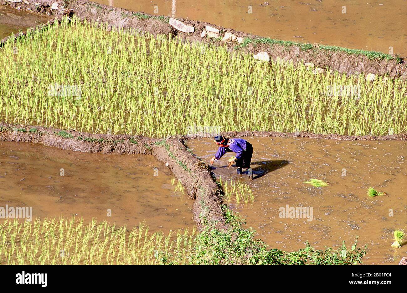 Vietnam : villageois de Tai noir et rizières près de MOC Chau, dans le nord-ouest du Vietnam. Dans les vallées étroites de la montagne de son la, Dien bien et Lai Chau provinces du nord du Vietnam, le Tai demeure une minorité très perceptible et confiante. Ils sont divisés en communautés de Tai blanc et de Tai noir, tandis que plus au sud, par la frontière lao dans les provinces de Thanh Hoa et Nghe an, où le Tai rouge prédomine. Ces sous-groupes se distinguent par la robe de leurs femmes. Les Tai du Vietnam sont des gens des vallées de montagne. Agriculture de rizières humides elles sont relativement prospères. Banque D'Images