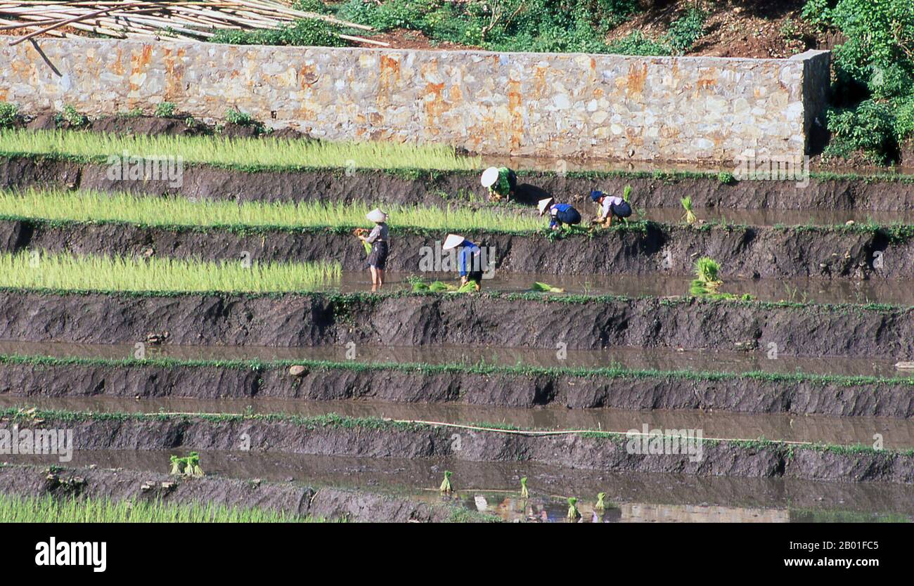 Vietnam : villageois de Tai noir et rizières près de MOC Chau, dans le nord-ouest du Vietnam. Dans les vallées étroites de la montagne de son la, Dien bien et Lai Chau provinces du nord du Vietnam, le Tai demeure une minorité très perceptible et confiante. Ils sont divisés en communautés de Tai blanc et de Tai noir, tandis que plus au sud, par la frontière lao dans les provinces de Thanh Hoa et Nghe an, où le Tai rouge prédomine. Ces sous-groupes se distinguent par la robe de leurs femmes. Les Tai du Vietnam sont des gens des vallées de montagne. Agriculture de rizières humides elles sont relativement prospères. Banque D'Images