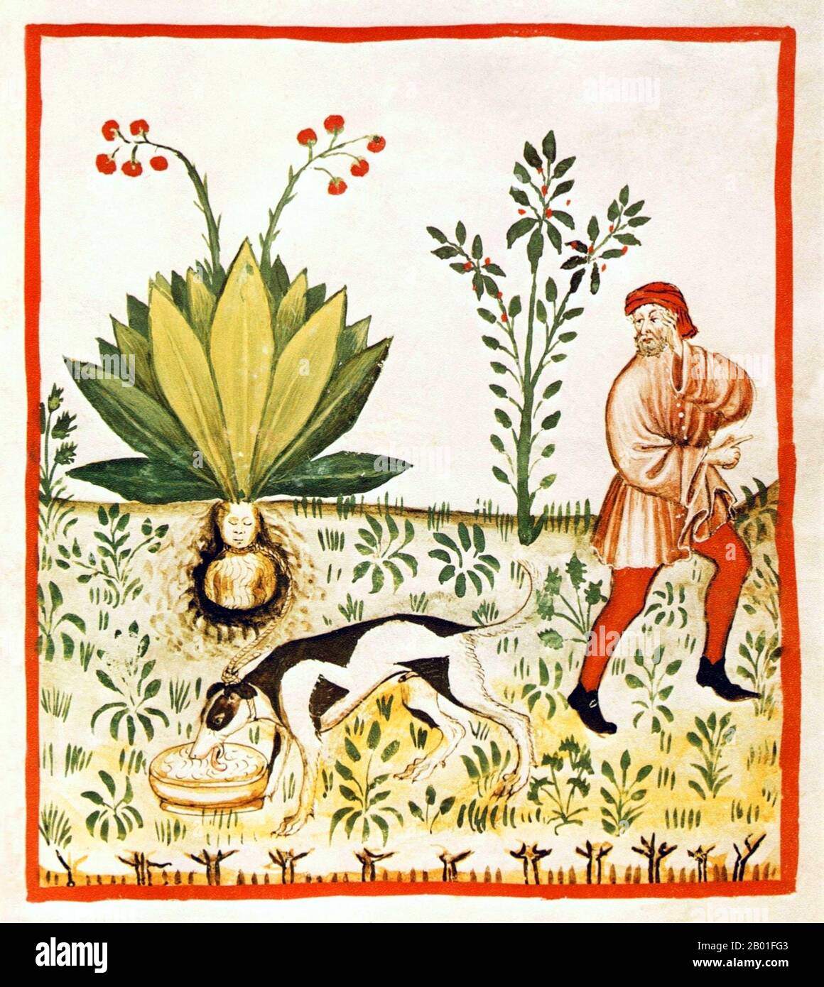 Irak/Italie: Fruit de l'arbre Mandragora. Illustration de Taqwim al-sihha d'Ibn Butlan, ou « Maintenance of Health » (Bagdad, 11th siècle), publiée en Italie sous le nom de The Tacuinum Sanitatis, 14th siècle. Le Tacuinum (parfois Taccuinum) Sanitatis est un manuel médiéval sur la santé et le bien-être, basé sur le Taqwim al-sihha تقويم الصحة ('Maintenance de la santé'), un traité médical arabe du XIe siècle par Ibn Butlan de Bagdad. Ibn Butlân est un médecin chrétien né à Bagdad et décédé en 1068. Banque D'Images