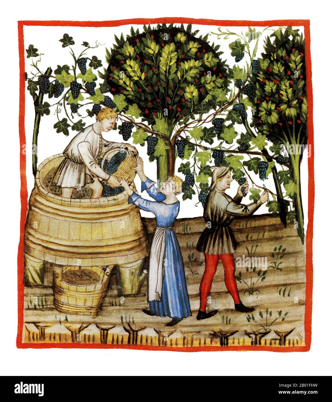Irak/Italie: Automne - montrant la récolte du vin. Illustration de Taqwim al-sihha d'Ibn Butlan, ou « Maintenance of Health » (Bagdad, 11th siècle), publiée en Italie sous le nom de The Tacuinum Sanitatis, 14th siècle. Le Tacuinum (parfois Taccuinum) Sanitatis est un manuel médiéval sur la santé et le bien-être, basé sur le Taqwim al-sihha تقويم الصحة ('Maintenance de la santé'), un traité médical arabe du XIe siècle par Ibn Butlan de Bagdad. Ibn Butlân est un médecin chrétien né à Bagdad et décédé en 1068. Banque D'Images