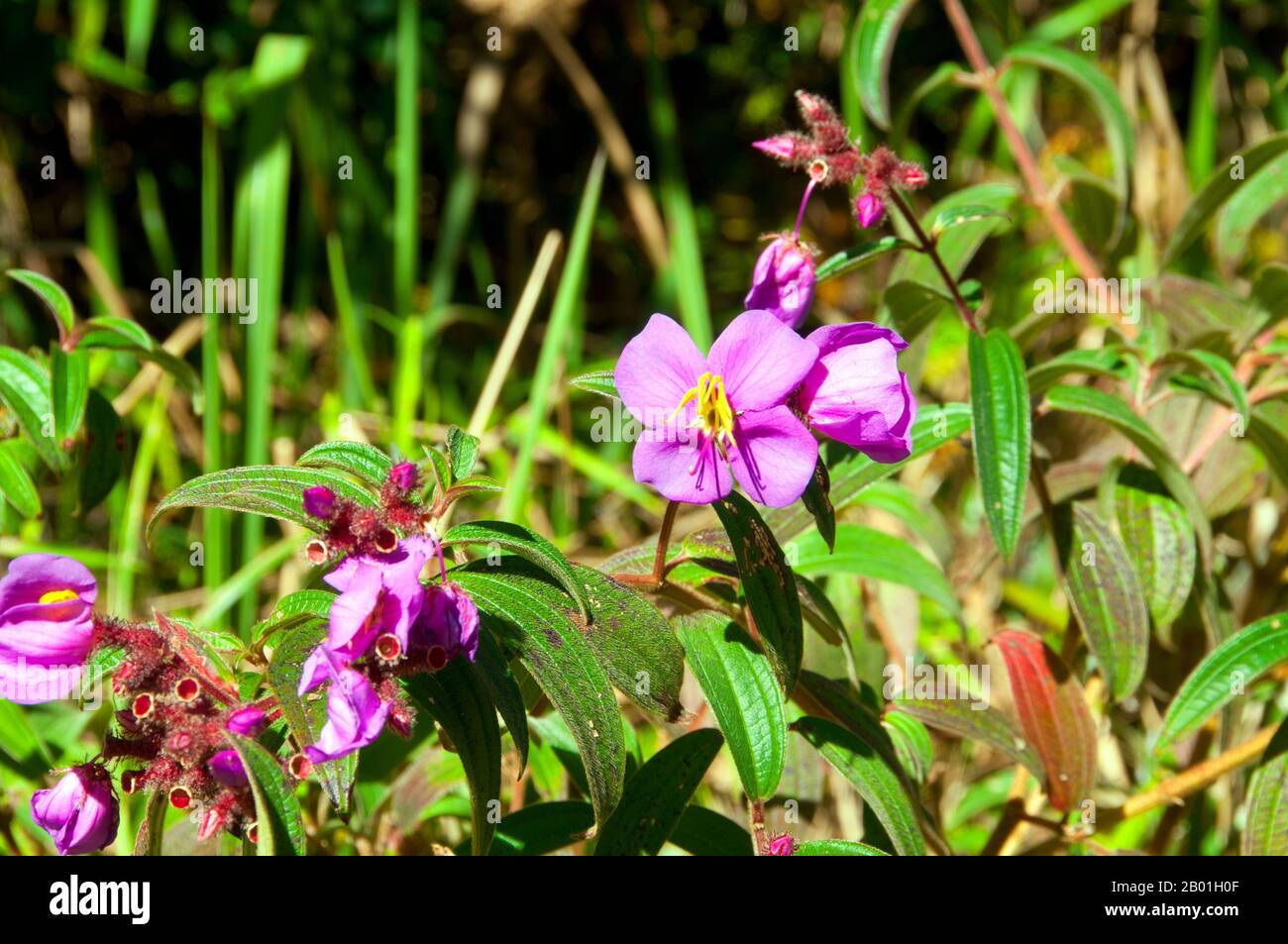 Thaïlande : fleurs sauvages à Phu Luang Wildlife Sanctuary, province de Loei. La province de Loei (thaï : เลย) est située dans le nord-est de la Thaïlande. Les provinces voisines sont (de l'est dans le sens des aiguilles d'une montre) Nong Khai, Udon Thani, Nongbua Lamphu, Khon Kaen, Phetchabun, Phitsanulok. Au nord, elle borde les provinces de Xaignabouli et Vientiane du Laos. La province est couverte de basses montagnes, tandis que la capitale Loei est située dans un bassin fertile. La rivière Loei, qui traverse la province, est un affluent du Mékong. Banque D'Images