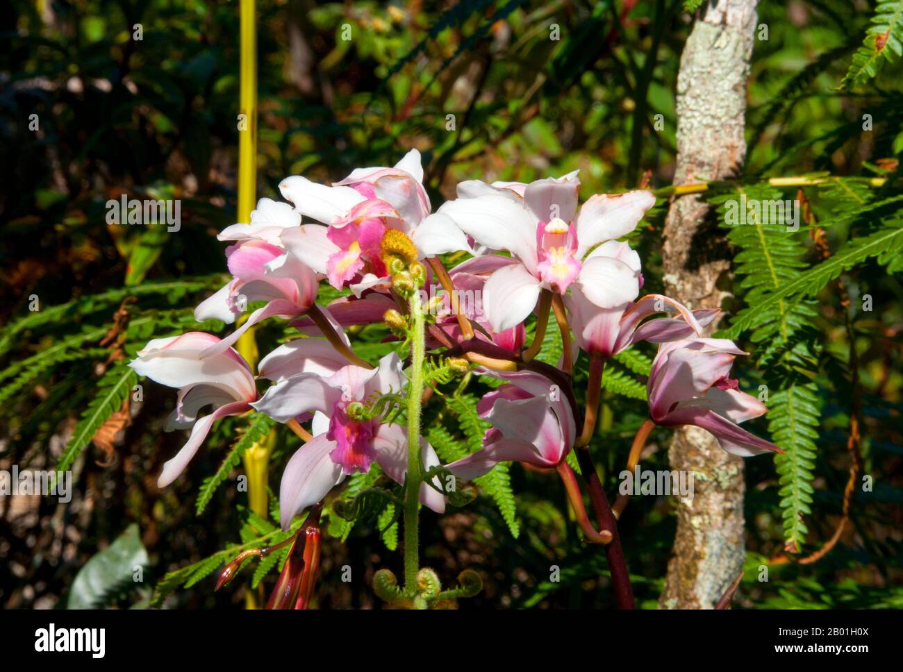 Thaïlande : orchidées sauvages à Phu Luang Wildlife Sanctuary, province de Loei. La province de Loei (thaï : เลย) est située dans le nord-est de la Thaïlande. Les provinces voisines sont (de l'est dans le sens des aiguilles d'une montre) Nong Khai, Udon Thani, Nongbua Lamphu, Khon Kaen, Phetchabun, Phitsanulok. Au nord, elle borde les provinces de Xaignabouli et Vientiane du Laos. La province est couverte de basses montagnes, tandis que la capitale Loei est située dans un bassin fertile. La rivière Loei, qui traverse la province, est un affluent du Mékong. Banque D'Images