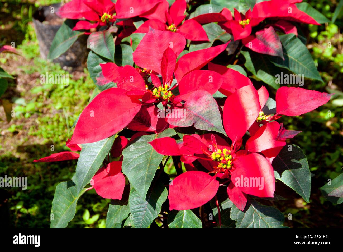 Thaïlande : Ban Nong Bong Cold Climate Flowers Market, Phu Ruea, province de Loei. La province de Loei (thaï : เลย) est située dans le nord-est de la Thaïlande. Les provinces voisines sont (de l'est dans le sens des aiguilles d'une montre) Nong Khai, Udon Thani, Nongbua Lamphu, Khon Kaen, Phetchabun, Phitsanulok. Au nord, elle borde les provinces de Xaignabouli et Vientiane du Laos. La province est couverte de basses montagnes, tandis que la capitale Loei est située dans un bassin fertile. La rivière Loei, qui traverse la province, est un affluent du Mékong. Banque D'Images