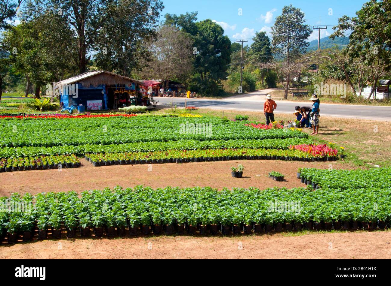 Thaïlande : Ban Nong Bong Cold Climate Flowers Market, Phu Ruea, province de Loei. La province de Loei (thaï : เลย) est située dans le nord-est de la Thaïlande. Les provinces voisines sont (de l'est dans le sens des aiguilles d'une montre) Nong Khai, Udon Thani, Nongbua Lamphu, Khon Kaen, Phetchabun, Phitsanulok. Au nord, elle borde les provinces de Xaignabouli et Vientiane du Laos. La province est couverte de basses montagnes, tandis que la capitale Loei est située dans un bassin fertile. La rivière Loei, qui traverse la province, est un affluent du Mékong. Banque D'Images