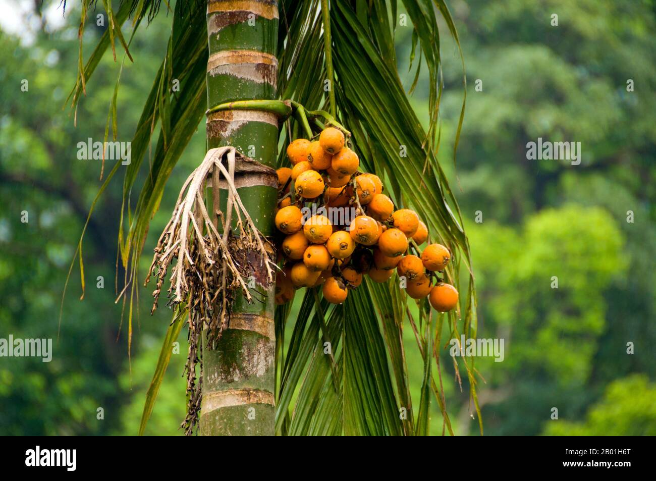 Thaïlande : palmier arec (bételnut), parc national de Thale Ban, province de Satun. Areca est un genre d'environ 50 espèces de palmiers à tige unique de la famille des Arecaceae, que l'on trouve dans les forêts tropicales humides de la Malaisie aux Îles Salomon. La noix est couramment utilisée en conjonction avec la feuille de bétel, un stimulant doux. La combinaison de ceci et du tabac est mâchée dans un quid. Banque D'Images