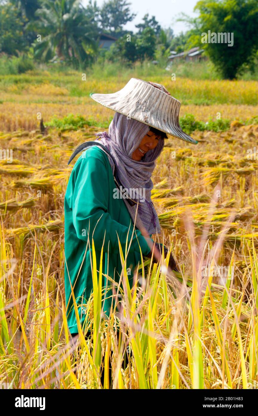 Thaïlande : agriculteur du barrage de Tai récoltant du riz, village culturel de Ban Khok (Ban Panahk) Tai Dam, province de Loei. Le Tai Dam ou Black Tai est un groupe ethnique présent dans certaines régions du Laos, du Vietnam, de la Chine et de la Thaïlande. Les locuteurs du Tai Dam en Chine sont classés comme faisant partie de la nationalité Dai avec presque tous les autres peuples Tai. Mais au Vietnam, ils reçoivent leur propre nationalité (avec le Tai blanc) où ils sont classés comme la nationalité Thái (ce qui signifie peuple Tai). Le barrage de Tai provient des environs de Dien bien Phu au Vietnam. Banque D'Images