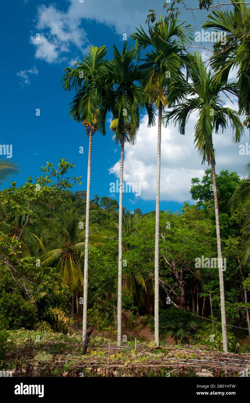 Thaïlande : palmiers d'arec avec noix d'arec, province de Trang. Areca est un genre d'environ 50 espèces de palmiers à tige unique de la famille des Arecaceae, que l'on trouve dans les forêts tropicales humides de la Malaisie aux Îles Salomon. La noix est couramment utilisée en conjonction avec la feuille de bétel, un stimulant doux. La combinaison de ceci et du tabac est mâchée dans un quid. Banque D'Images