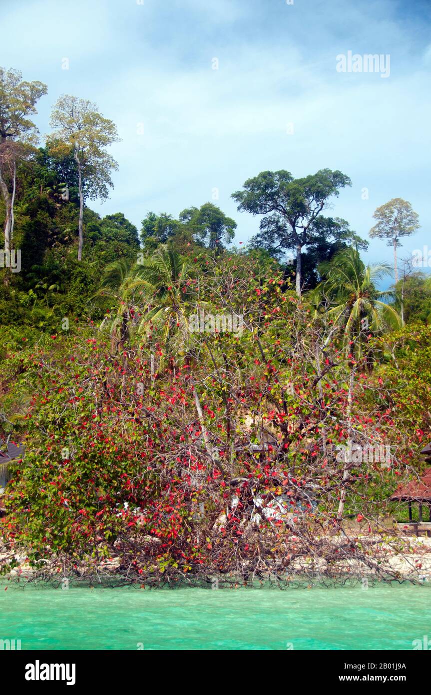 Thaïlande : Ko Kradan et île au large, province de Trang. Ko Kradan se trouve à 13 km (8 miles) au sud de la jetée Pak Meng de Trang et est juste l'une des perles de la mer d'Andaman qui se trouvent au large de la côte sud-ouest de Trang. La province de Trang dépendait de l'extraction de l'étain jusqu'à ce que les premiers plants de caoutchouc soient importés en Thaïlande vers 1901 - une partie d'un long voyage depuis l'Amérique du Sud via les États malais voisins. Le caoutchouc, l'huile de palme et la pêche sont les piliers de l'économie de la province. Le tourisme a un impact croissant alors que la côte et les îles Anadaman de Trang sont de plus en plus développées et popularisées. Banque D'Images