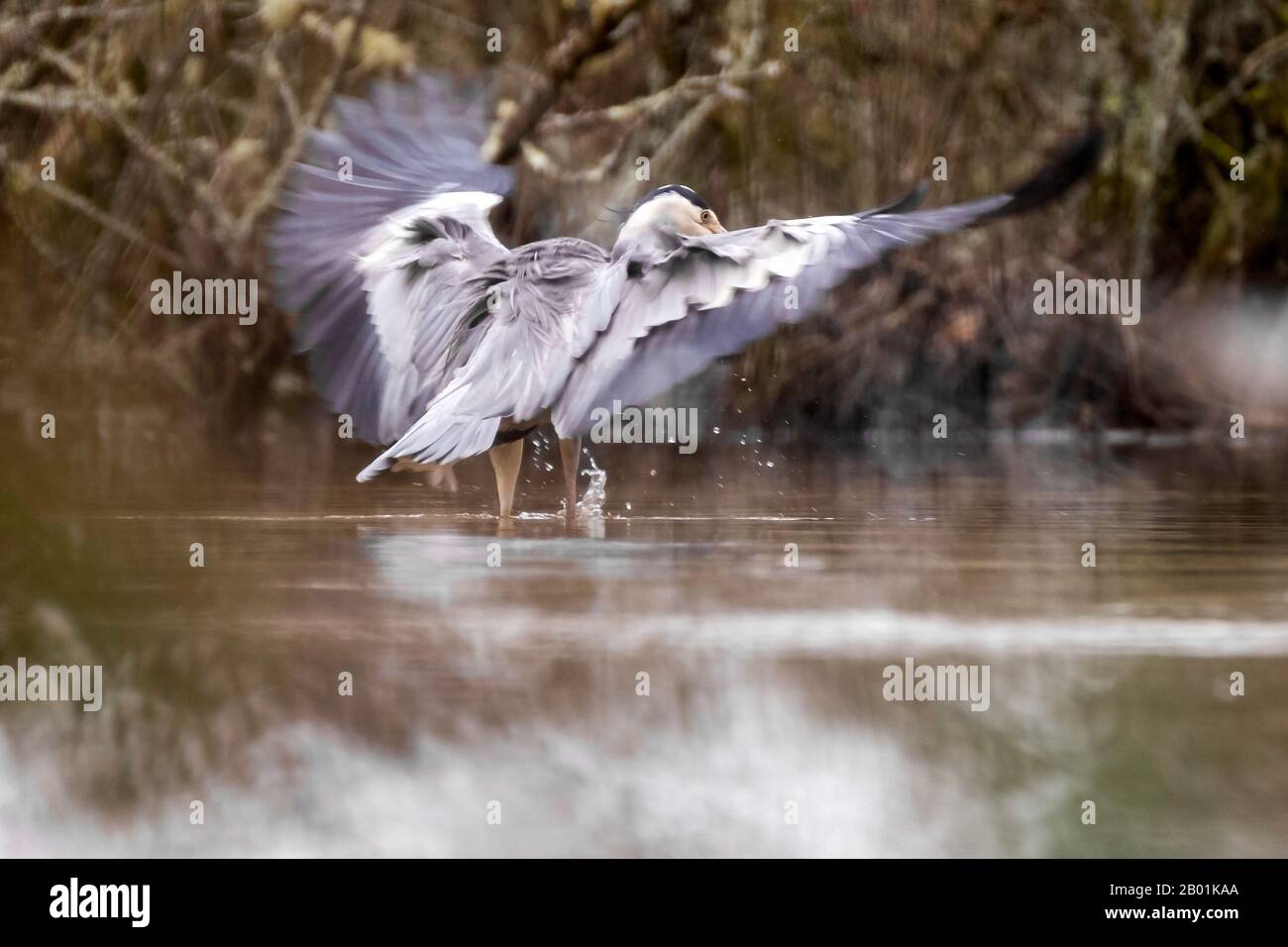 Réserve Naturelle De Gray Heron Dingle Llangefni. 10-02-2020 Banque D'Images