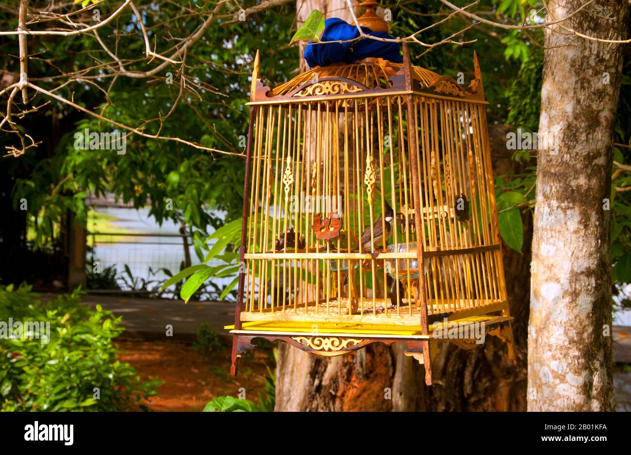Thaïlande : Birdcage, Kaphang Surin Lake, Trang Town, province de Trang, sud de la Thaïlande. Trang est un centre commercial depuis au moins le 1e siècle de notre ère. Elle a grandi à la prospérité entre les 7e et 13e siècles au cours de la période Srivijaya et reste aujourd'hui une importante ville commerciale. Le caoutchouc, l'huile de palme et la pêche sont les piliers de l'économie de la ville. Le tourisme a un impact croissant alors que la côte et les îles Andaman de Trang sont de plus en plus développées et popularisées. Banque D'Images