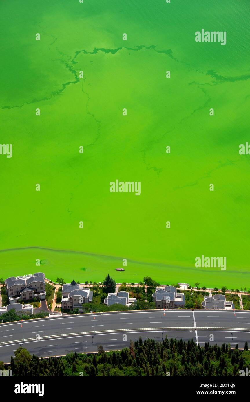 Chine : vue depuis les collines de l'Ouest sur Dianchi (lac Dian) avec sa frange d'algues vertes, près de Kunming, province du Yunnan. Le lac Dian ou lac Kunming est un grand lac inter-terre situé sur le plateau du Yunnan-Guizhou près de Kunming, province du Yunnan. Son surnom est «Sparkling Pearl Embedded in a Highland», et il a été le modèle pour le lac Kunming dans le Palais d'été de Pékin. C'est un lac d'eau douce à 1 886,5 m (6 189 pi) au-dessus du niveau de la mer. Le lac couvre 298 km2 (115 miles carrés). Il mesure 39 km (24 mi) de long du nord au sud, et la profondeur moyenne est de 4,4 m (14 pi). Banque D'Images