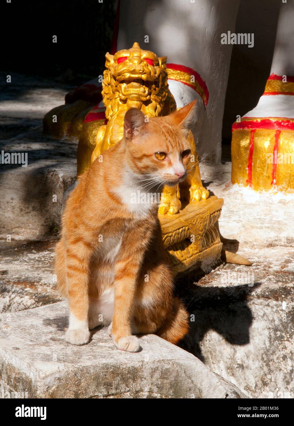Thaïlande : Chat du temple à Wat Buppharam, Chiang Mai, nord de la Thaïlande. Wat Buppharam a été construit en 1497. En 1797, Chao (prince) Kawila, un descendant de la dynastie Tipchak, a commencé sa circumambulation rituelle de Chiang Mai à partir de ce moment. Ce rituel était nécessaire pour réoccuper formellement la ville après deux siècles de domination birmane. Chiang Mai est souvent appelée la «Rose du Nord» de Thaïlande, et est la deuxième ville du pays et une destination touristique populaire en raison principalement de ses paysages montagneux, des tribus montagneuses colorées et de leurs artisanat. Banque D'Images